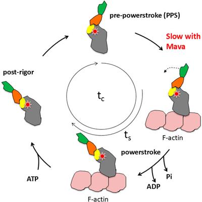 From amoeboid myosin to unique targeted medicines for a genetic cardiac disease